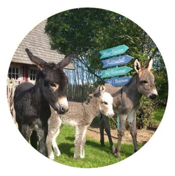 Strong, colorful, round glass magnets, motif 3 Donkeys