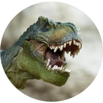 Strong, colorful, round glass magnets, motif T Rex