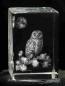 Preview: Barn Owl