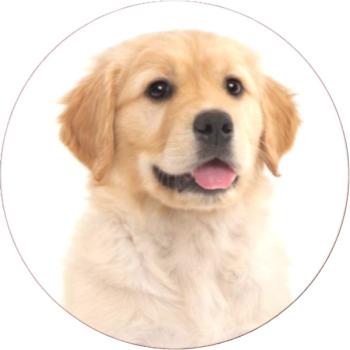Strong, colorful, round glass magnets, motif Dog