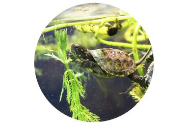 Glas Magnet- Wasserschildkröte Emy