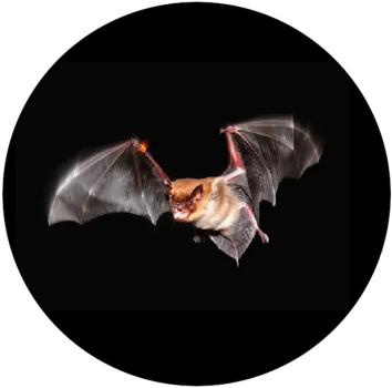 Strong, colorful, round glass magnets, motif Bat