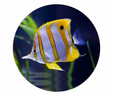 Strong, colorful, round glass magnets, motif Yellow-White Fish