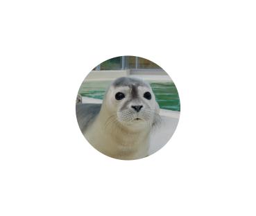 Glas Magnet- Seehund Kopf