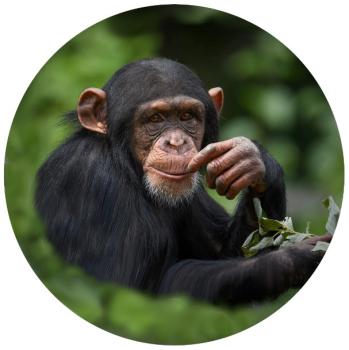Strong, colorful, round glass magnets, motif Chimpanzee