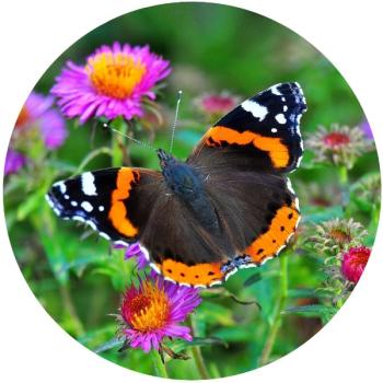 Strong, colorful, round glass magnets, motif Admiral butterfly
