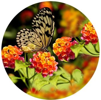 Strong, colorful, round glass magnets, motif Tree nymph butterfly