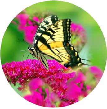 Glas Magnet- Schmetterling Schwalbenschwanz