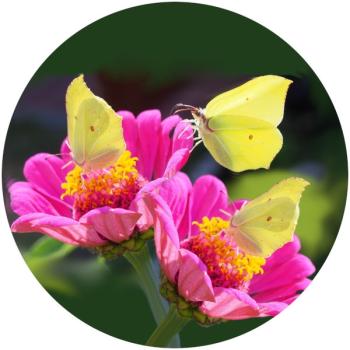 Strong, colorful, round glass magnets, motif Brimstone butterfly