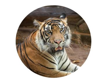 Glas Magnet- Tiger