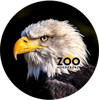 Glas Magnet- Adler Zoo Magdeburg