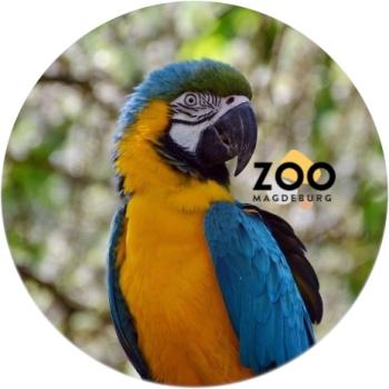 Glas Magnet- Ara Zoo Magdeburg