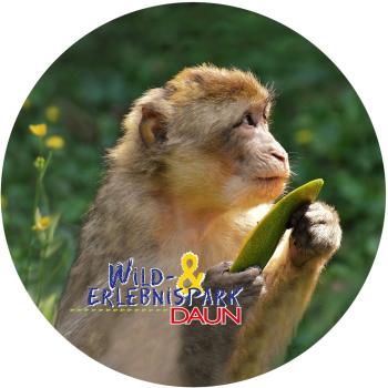 Glas Magnet- Berberaffe mit Logo Wildpark Daun