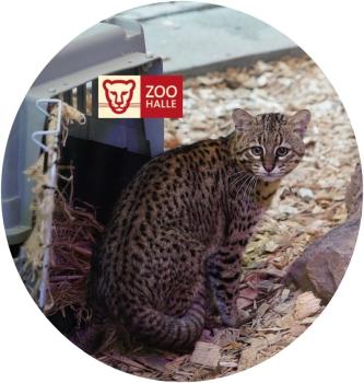 Glas Magnet- Katze Logo Zoo Halle