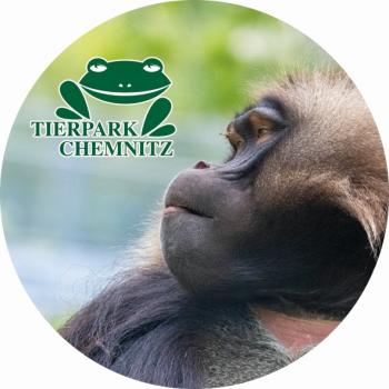 Glas Magnet- Dschelada Tierpark Chemnitz
