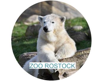 Glas Magnet- Eisbär mit SZ Zoo Rostock