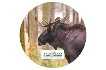 Glas Magnet- Elch mit Logo Lüneburger Heide