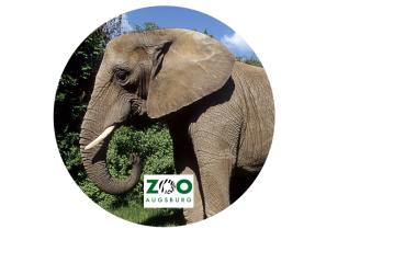 Glas Magnet- Elefant Zoo Augsburg