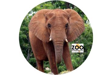 Glas Magnet- Elefant Schriftzug Magdeburg
