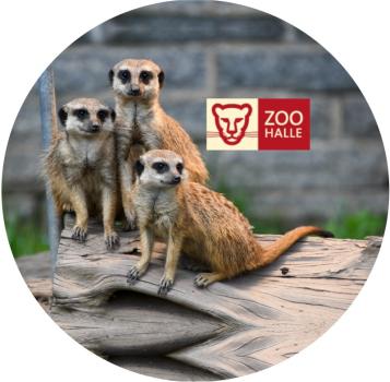 Glas Magnet- Erdmännchen Logo Zoo Halle