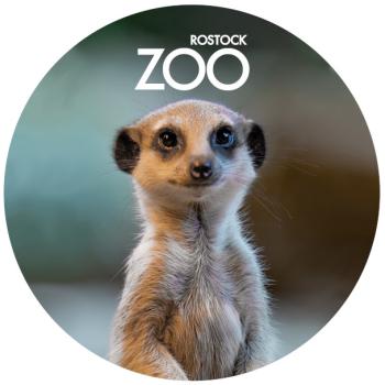 Glas Magnet- Erdmännchen mit SZ Zoo Rostock
