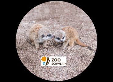 Strong, colorful, round glass magnets, motif Meerkat logo Schwerin Zoo