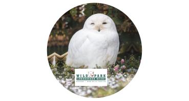 Strong, colorful, round glass magnets, motif Owl, Lüneburg Heath