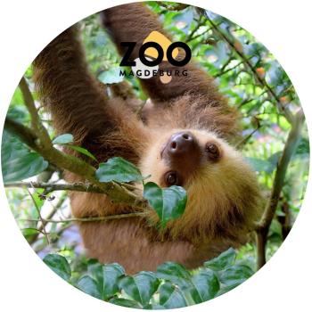 Glas Magnet- Faultier Zoo Magdeburg