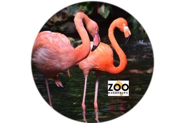 Glas Magnet- Flamingo Schriftzug Magdeburg