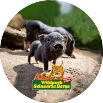 Strong, colorful, round glass magnets, motif Pot-bellied pig, Black Mountains logo