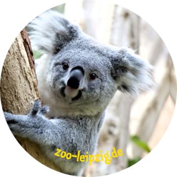 Strong, colorful, round glass magnets, motif Koala Zoo Leipzig