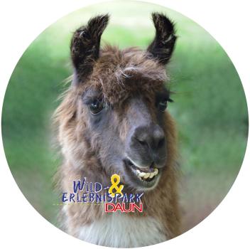 Strong, colorful, round glass magnets, motif Llama with logo Wildpark Daun