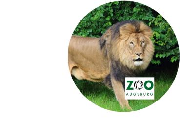 Glas Magnet- Löwe Zoo Augsburg