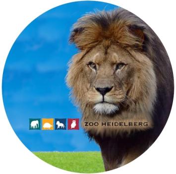 Strong, colorful, round glass magnets, motif Lion Zoo Heidelberg