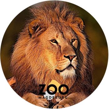 Glas Magnet- Löwe Zoo Magdeburg