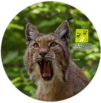Strong, colorful, round glass magnets, motif Lynx, Hundshaupten Wildpark