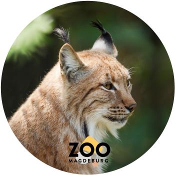 Glas Magnet- Luchs Zoo Magdeburg