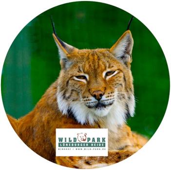 Strong, colorful, round glass magnets, motif Lynx, Lüneburg Heath