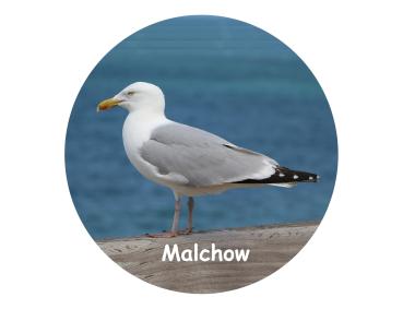Glas Magnet- Möwe Logo Malchow