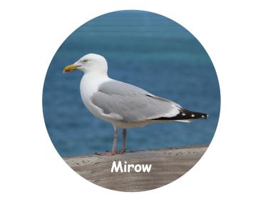 Glas Magnet- Möwe Schriftzug Mirow