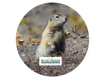 Glas Magnet- Murmeltiermit Logo Lüneburger Heide