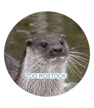 Glas Magnet- Otter mit SZ Zoo Rostock