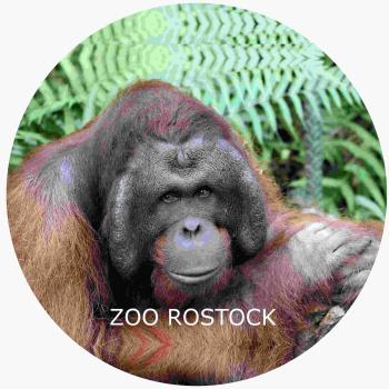 Strong, colorful, round glass magnets, motif Orangutan with SZ Zoo Rostock