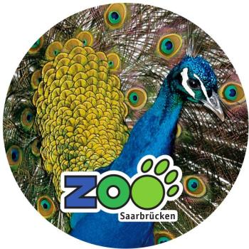 Glas Magnet- Pfau Zoo Saarbrücken