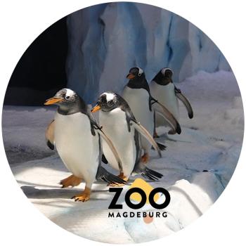 Glas Magnet- Pinguine Zoo Magdeburg