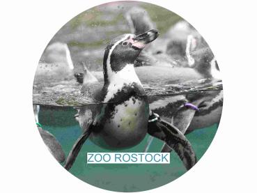 Glas Magnet- Pinguin mit SZ Zoo Rostock
