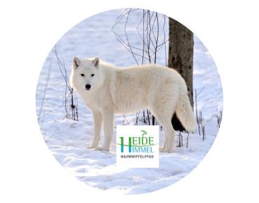 Glas Magnet- Polarwolfmit Logo Heidehimmel
