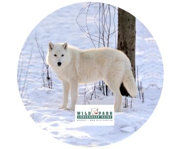 Glas Magnet- Polarwolf, Lüneburger Heide