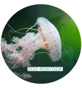 Glas Magnet- Qualle mit SZ Zoo Rostock