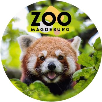 Glas Magnet- Roter Panda Zoo Magdeburg
